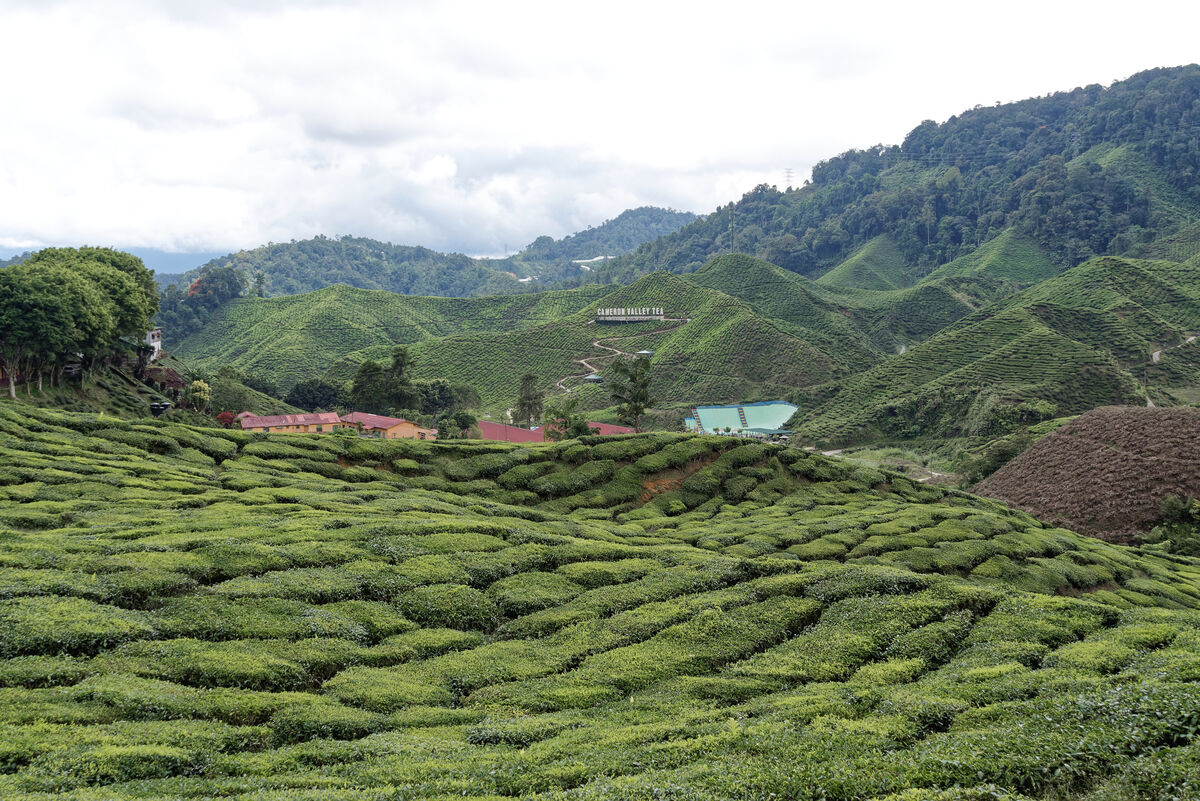 Cameron Highlands